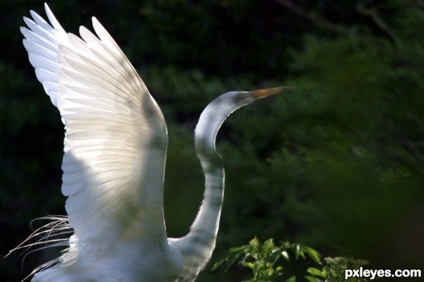 snowy egret